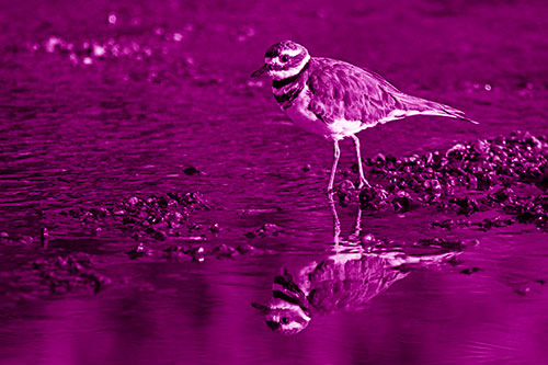 Wading Killdeer Wanders Shallow River Water (Pink Shade Photo)