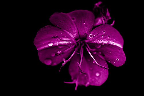 Water Droplet Primrose Flower After Rainfall (Pink Shade Photo)