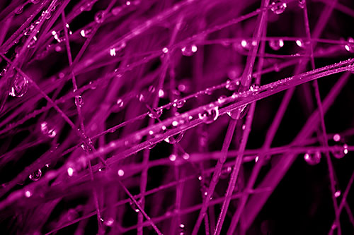 Water Droplets Hanging From Grass Blades (Pink Shade Photo)