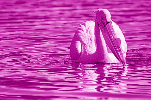 Water Floating Pelican Hunting For Food (Pink Shade)