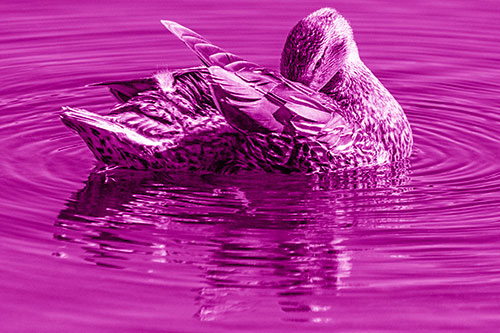 Water Rippling Mallard Duck Grooming Self (Pink Shade)