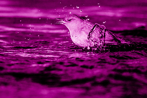 Water Splashing American Dipper Feasting On Larvae (Pink Shade)
