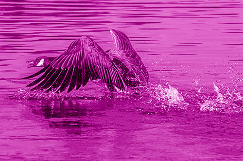Water Splashing Canadian Goose Taking Flight Off Lake (Pink Shade)