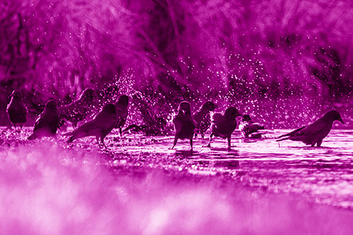 Water Splashing Crows Enjoy Bird Bath Along River Shore (Pink Shade Photo)
