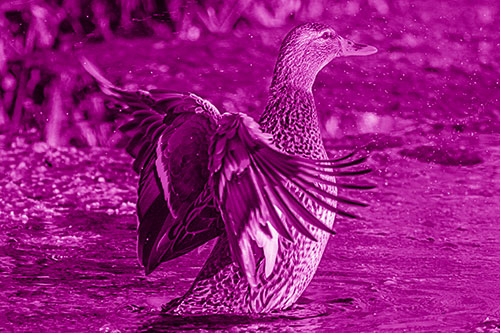 Water Splashing Mallard Duck Flapping Wings Among Pond (Pink Shade Photo)