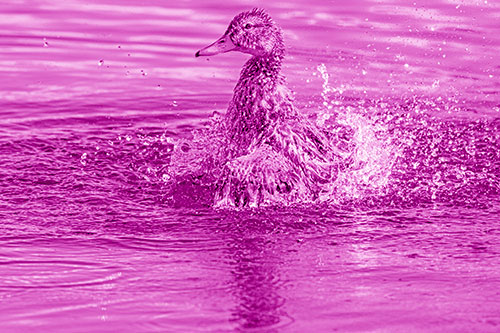 Water Splashing Mallard Duck Taking Bird Bath (Pink Shade)