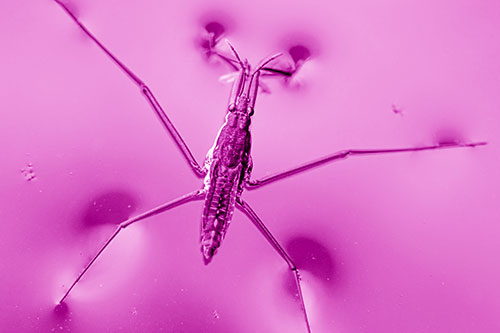 Water Strider Perched Atop Calm River (Pink Shade Photo)