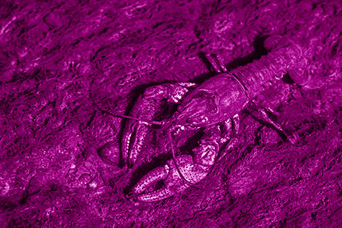 Water Submerged Crayfish Crawling Upstream (Pink Shade Photo)