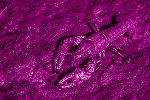Water Submerged Crayfish Crawling Upstream (Pink Shade)
