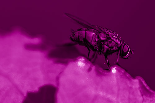 Wet Cluster Fly Walks Along Leaf Rim Edge (Pink Shade Photo)