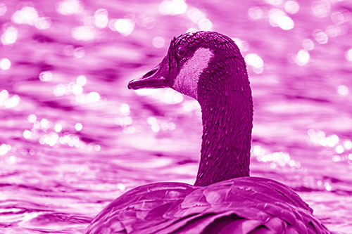Wet Headed Canadian Goose Among Glistening Water (Pink Shade Photo)
