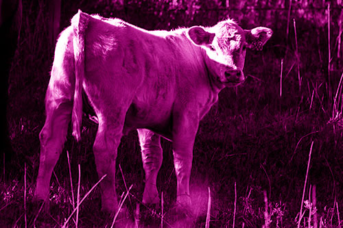 White Cow Calf Looking Backwards (Pink Shade Photo)
