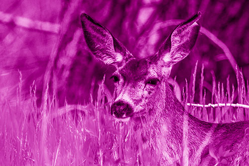 White Tailed Deer Sitting Among Tall Grass (Pink Shade Photo)