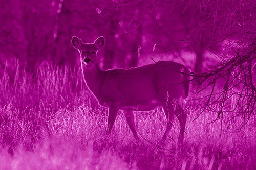 White Tailed Deer Spots Intruder Beside Dead Tree (Pink Shade Photo)