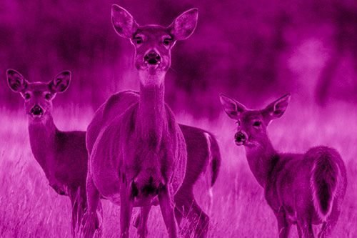 White Tailed Deer Trio Watch Among Wheatgrass (Pink Shade)