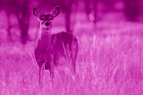 White Tailed Deer Watches With Anticipation (Pink Shade Photo)