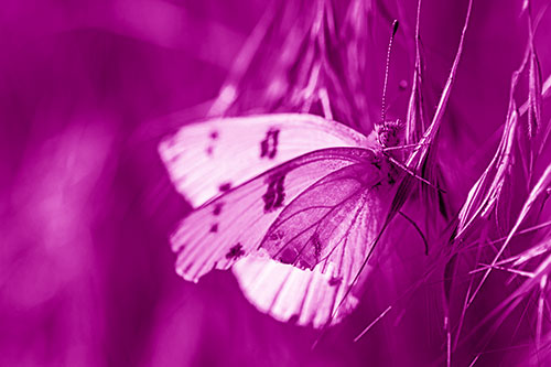 White Winged Butterfly Clings Grass Blades (Pink Shade Photo)
