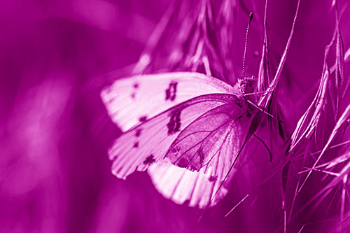 White Winged Butterfly Clings Grass Blades (Pink Shade)
