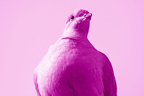 Wide Eyed Collared Dove Keeping Watch (Pink Shade Photo)
