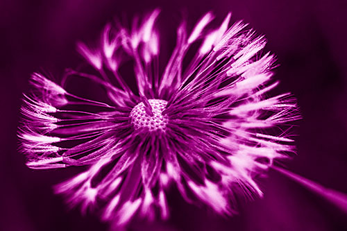 Wind Blowing Partial Puffed Dandelion (Pink Shade Photo)
