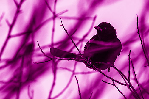 Wind Gust Blows Red Winged Blackbird Atop Tree Branch (Pink Shade Photo)