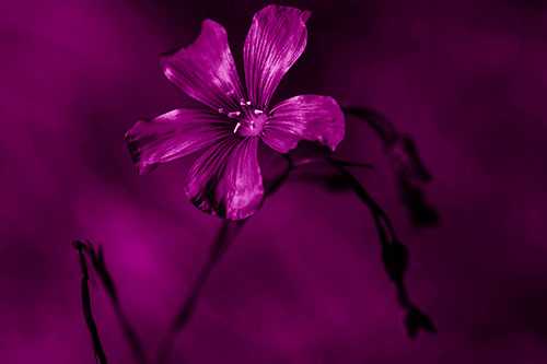 Wind Shaking Flax Flower (Pink Shade Photo)