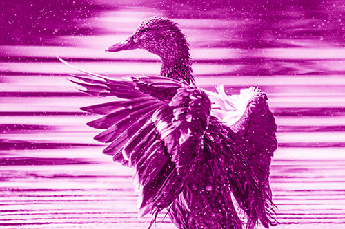Wing Flapping Mallard Duck Splashing Lake Water (Pink Shade)