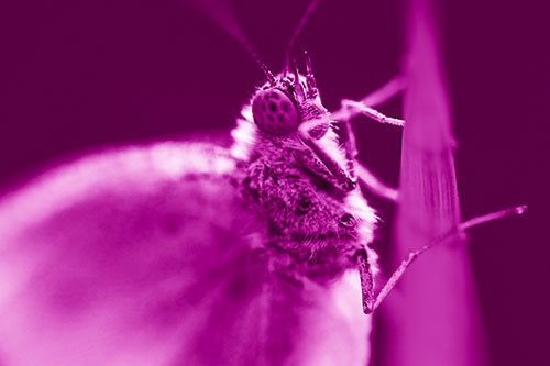 Wood White Butterfly Hugs Grass Blade (Pink Shade Photo)