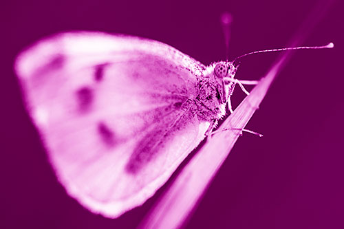 Wood White Butterfly Perched Atop Grass Blade (Pink Shade Photo)