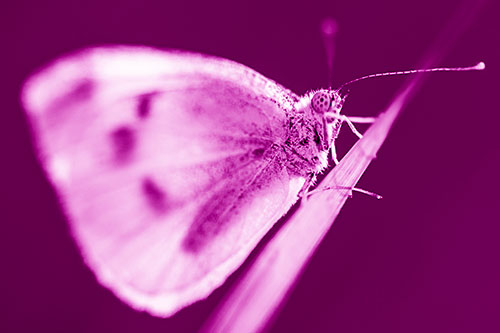 Wood White Butterfly Perched Atop Grass Blade (Pink Shade)