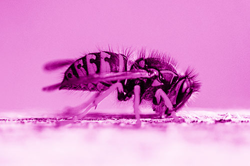 Yellowjacket Wasp Chewing Wood (Pink Shade)