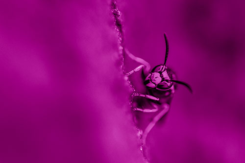 Yellowjacket Wasp Crawling Rock Vertically (Pink Shade Photo)