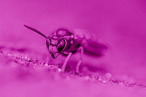 Yellowjacket Wasp Prepares For Flight (Pink Shade Photo)