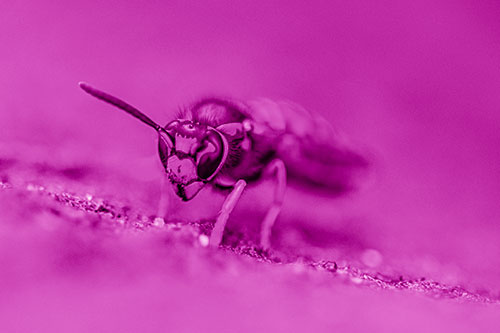 Yellowjacket Wasp Prepares For Flight (Pink Shade)