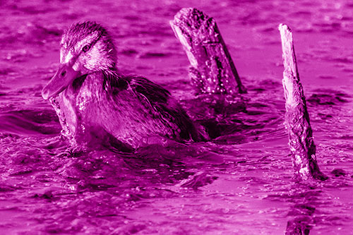 Young Mallard Duckling Playing Among Algae (Pink Shade)