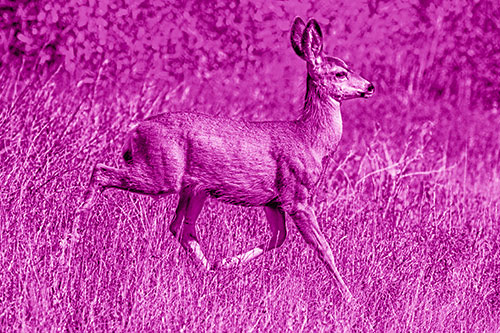 Young Mule Deer Galloping Across Grassland (Pink Shade)