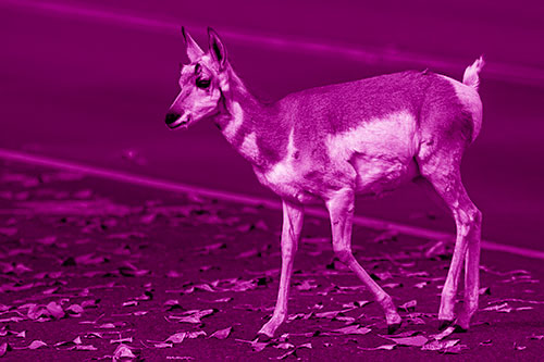 Young Pronghorn Crosses Leaf Covered Road (Pink Shade Photo)