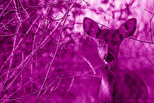 Young White Tailed Deer Watches Through Chain Link Fence (Pink Shade)