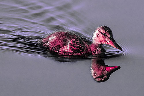Aging Mallard Duckling Swimming Through Calm Water (Pink Tint)