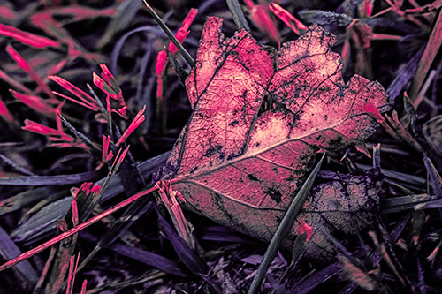 Agony Decaying Leaf Face Suffering Among Grass Blades (Pink Tint)