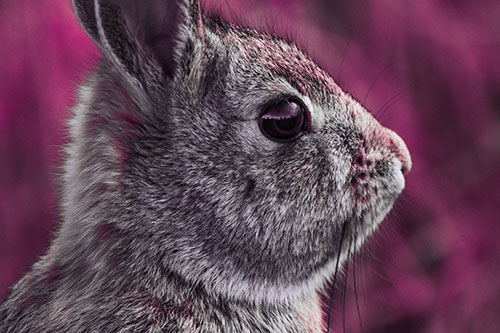 Alert Bunny Rabbit Detects Noise (Pink Tint Photo)