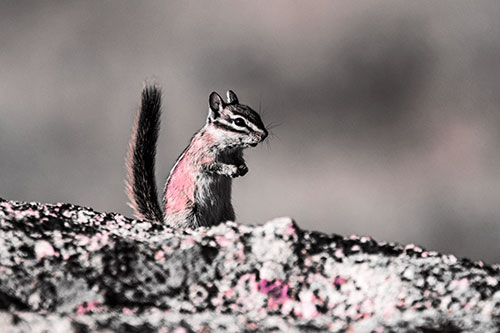 Alert Chipmunk Extending Tail Upwards (Pink Tint Photo)