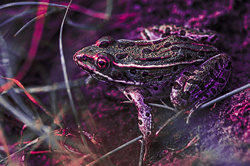 Alert Leopard Frog Prepares To Pounce (Pink Tint Photo)