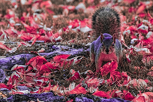 Alert Squirrel Freezes Among Fall Leaves (Pink Tint)