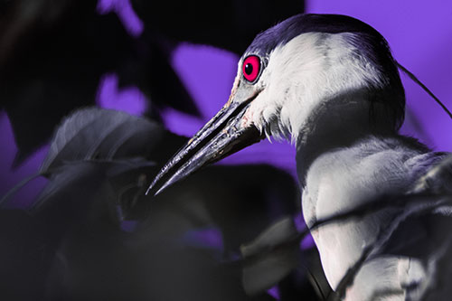 Algae Beak Black Crowned Night Heron (Pink Tint Photo)