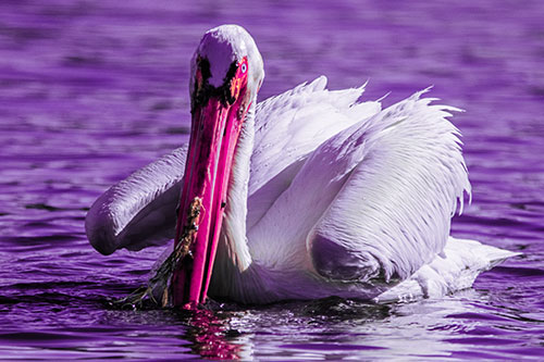 Algae Beaked Pelican Fishes For Salamanders (Pink Tint)