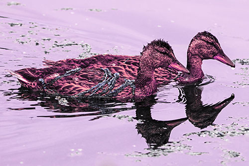 Algae Coated Female Mallard Ducks Swimming In Unison (Pink Tint Photo)