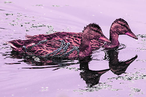 Algae Coated Female Mallard Ducks Swimming In Unison (Pink Tint)