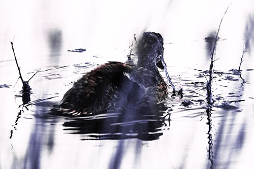 Algae Covered Loch Ness Mallard Monster Duck (Pink Tint Photo)