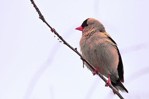 American Goldfinch Perched Along Slanted Branch (Pink Tint Photo)